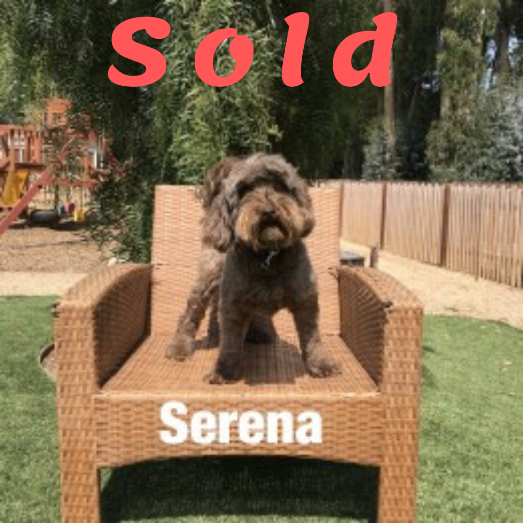Serena-Australian Labradoodle