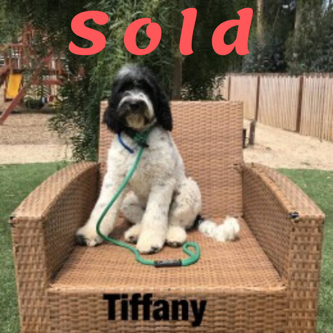 Tiffany-Doodle Ambassador Elite Trained Dog
