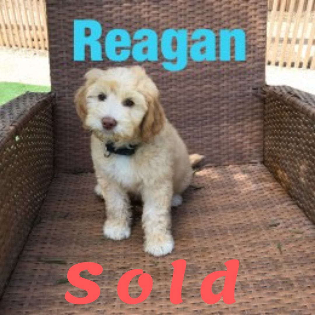 Reagan-DOODLE AMBASSADOR Elite Trained Dog