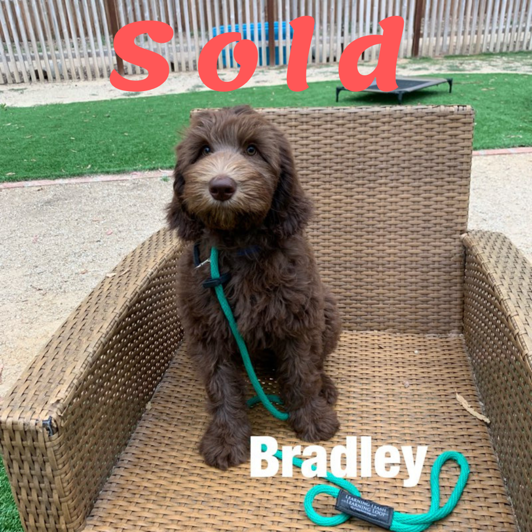 Bradley-Standard Doodle Ambassador Elite Trained Dog