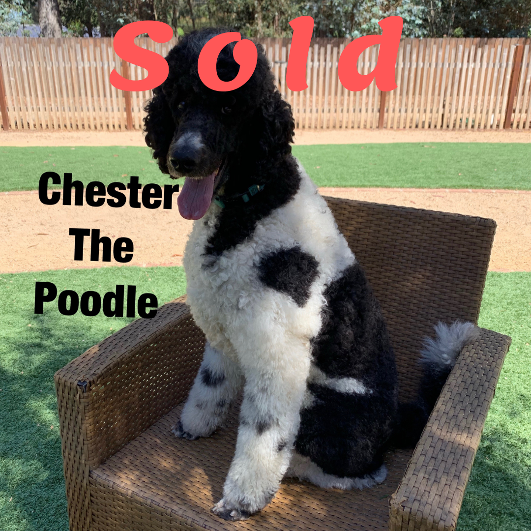 Chester – Poodle