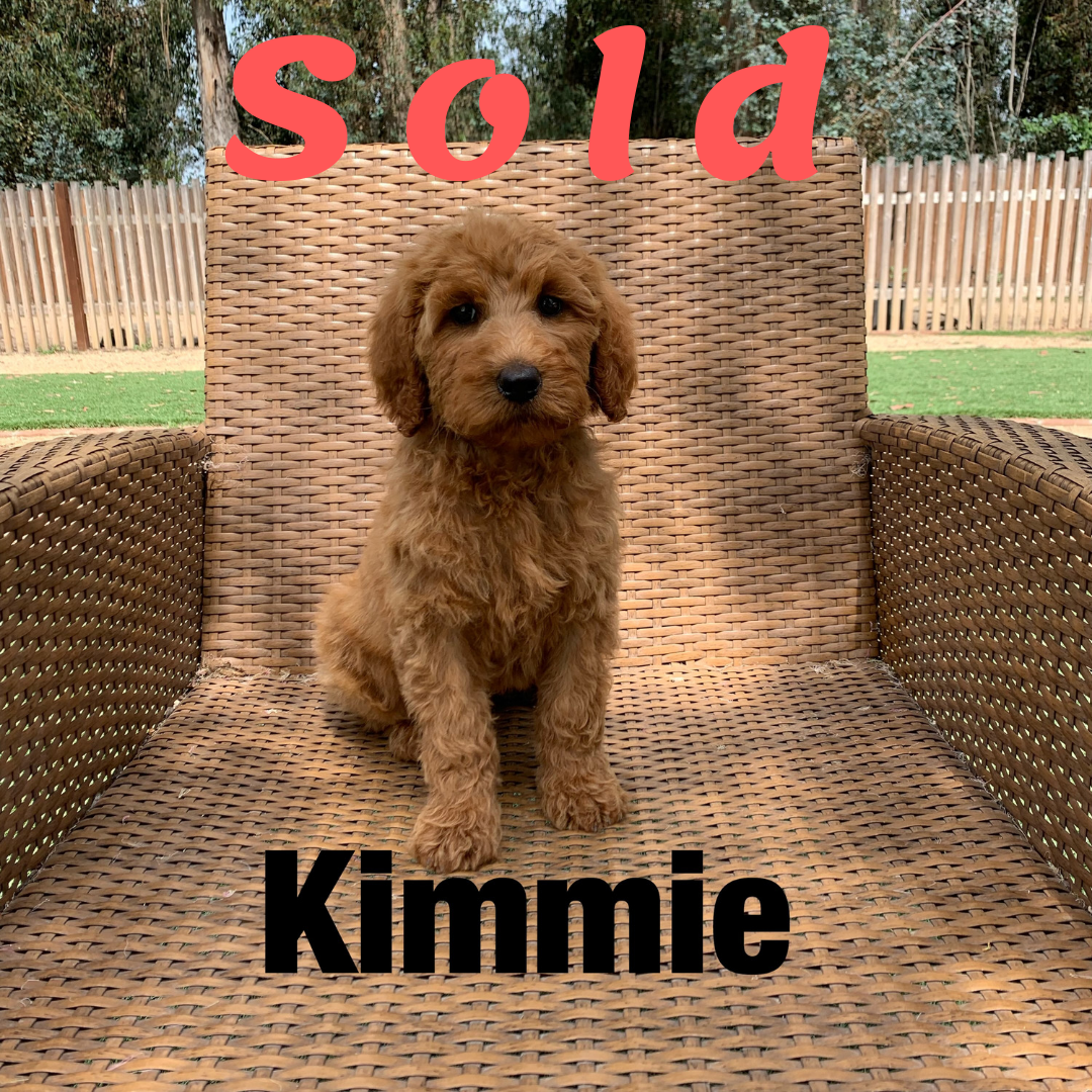 **Sold**Kimmie, Sierra & Sienna-DOODLE AMBASSADOR Elite Trained Dog