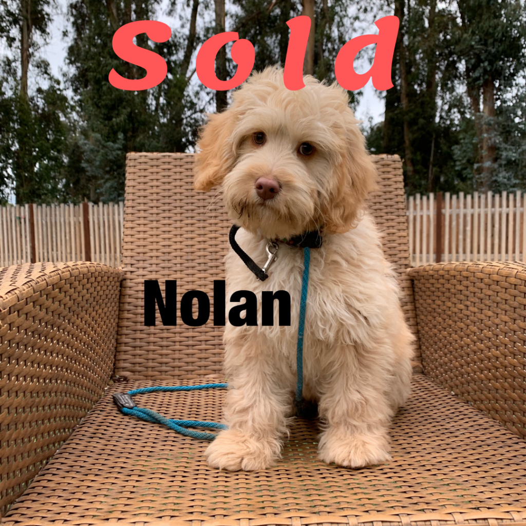 Nolan- small Australian Labradoodle - Alys Puppy Bootcamp