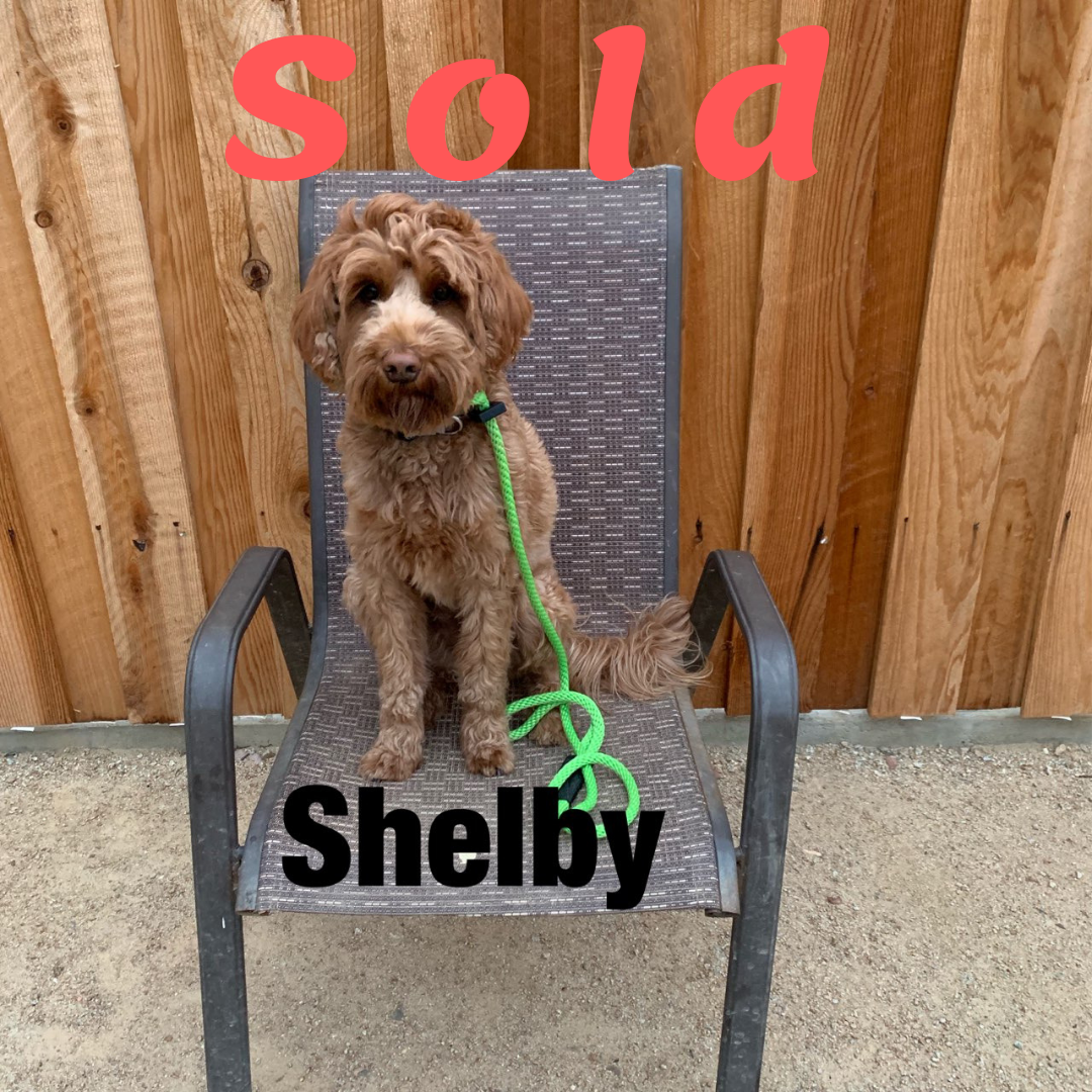 **Sold**Shelby-Small Australian Labradoodle