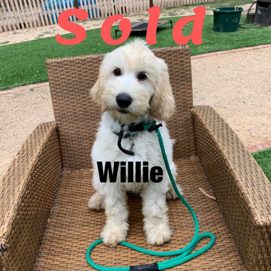 Willie-Standard Doodle Ambassador Elite Trained Dog