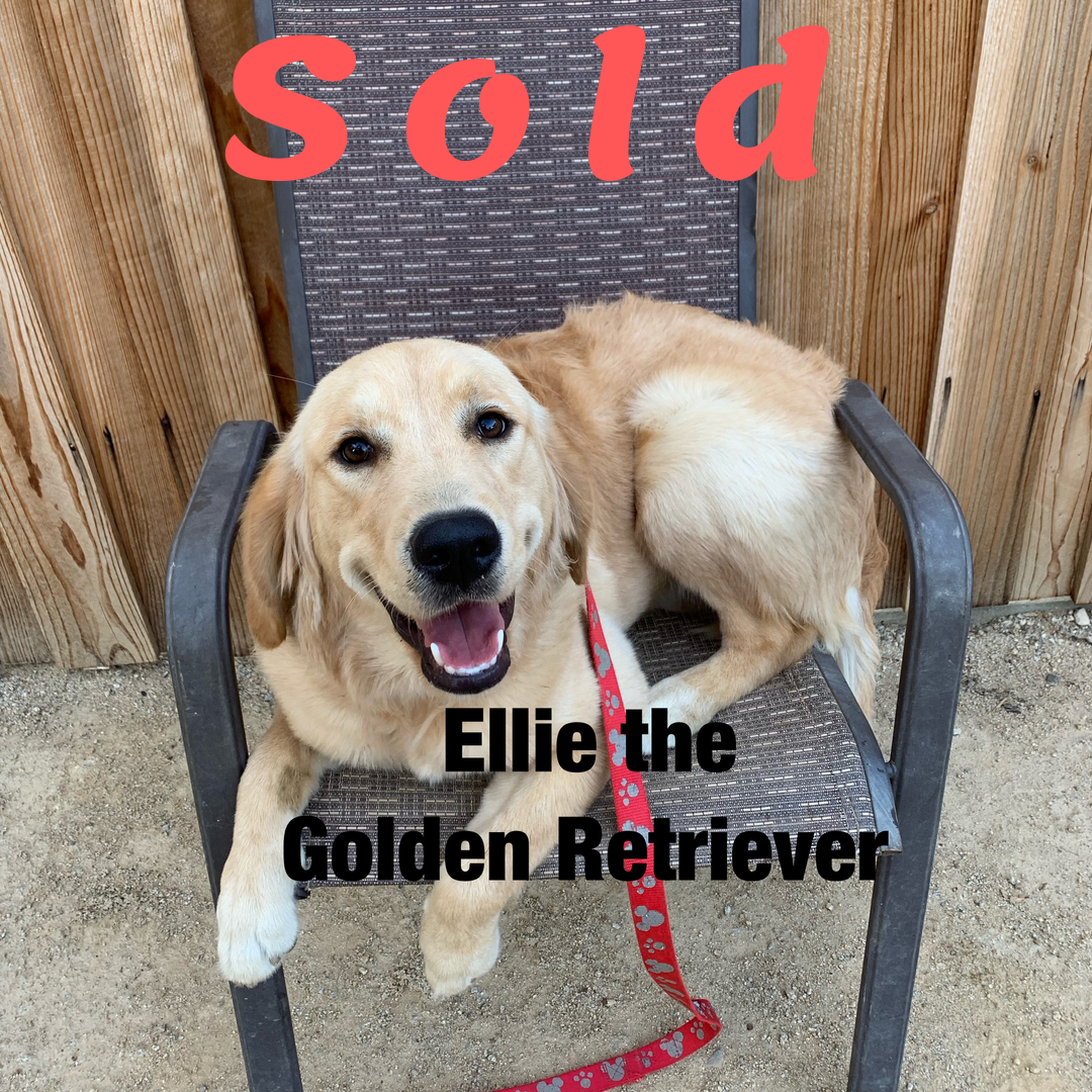 Ellie – Golden Retriever