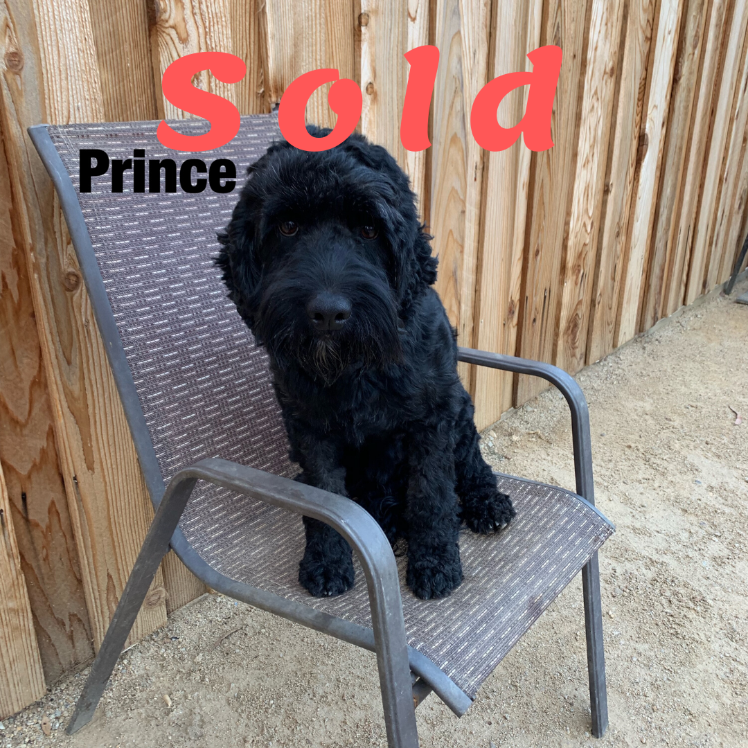 Prince – Australian Labradoodle
