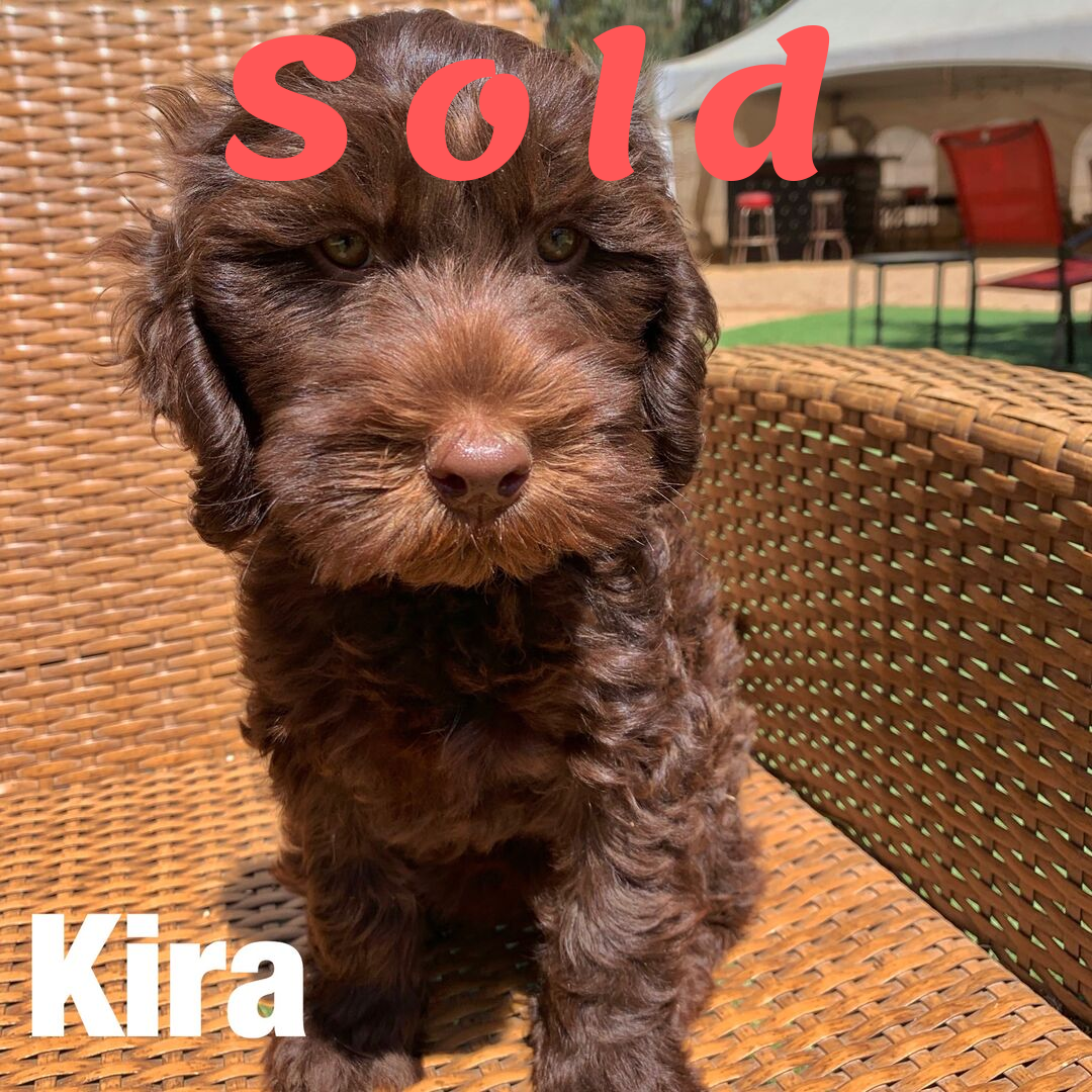 Kira – Australian Labradoodle