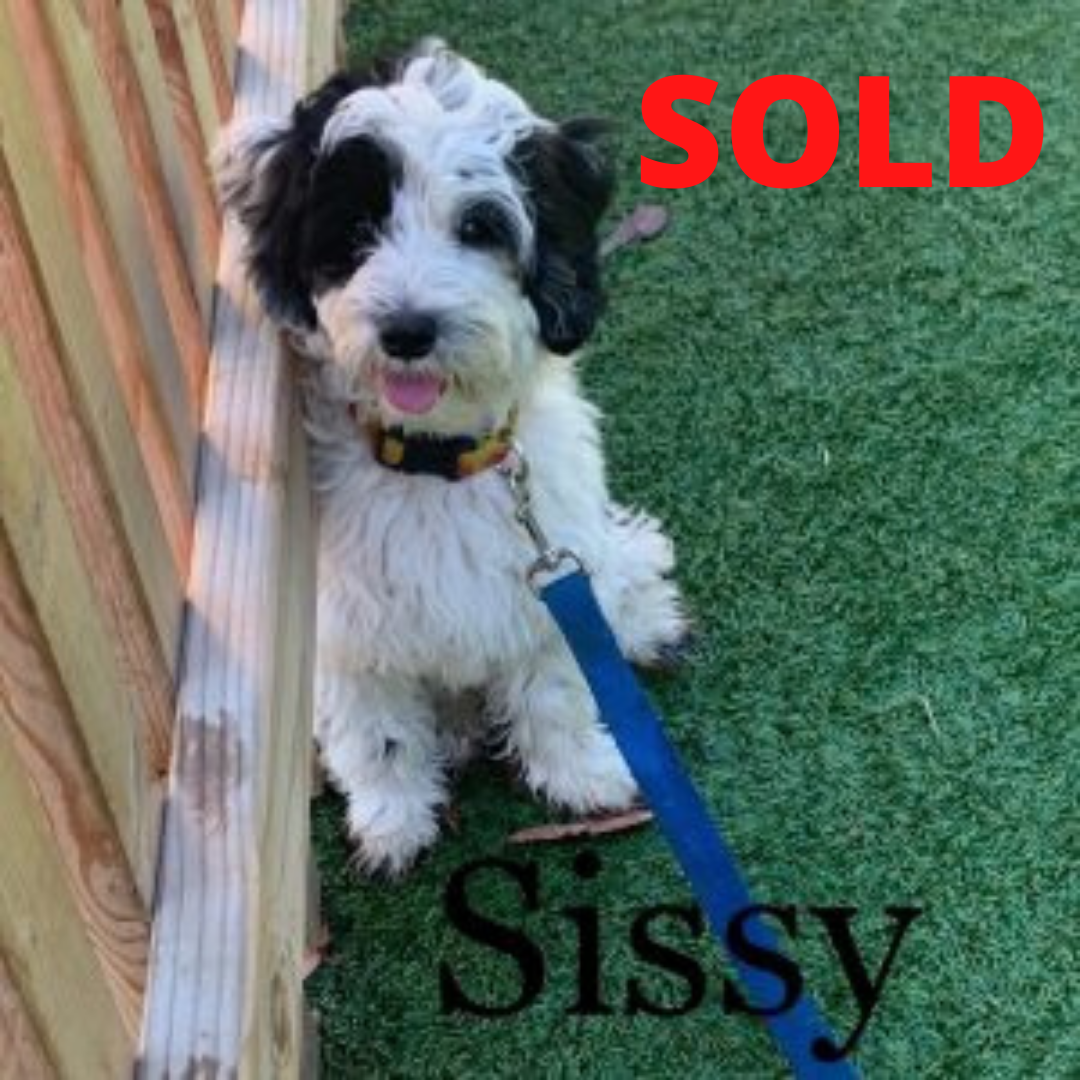 Sissy – Mini Australian Labradoodle