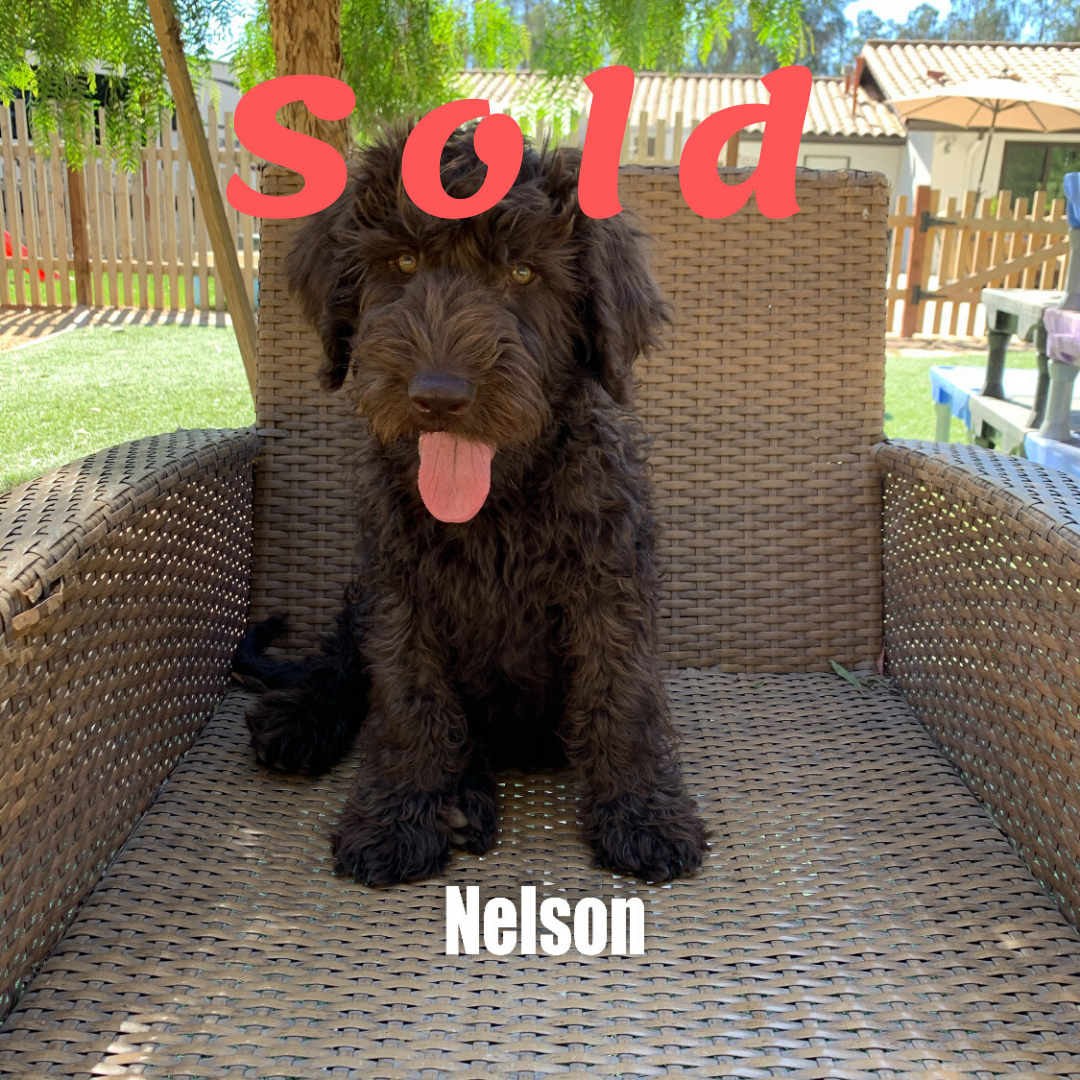 Nelson – Labradoodle