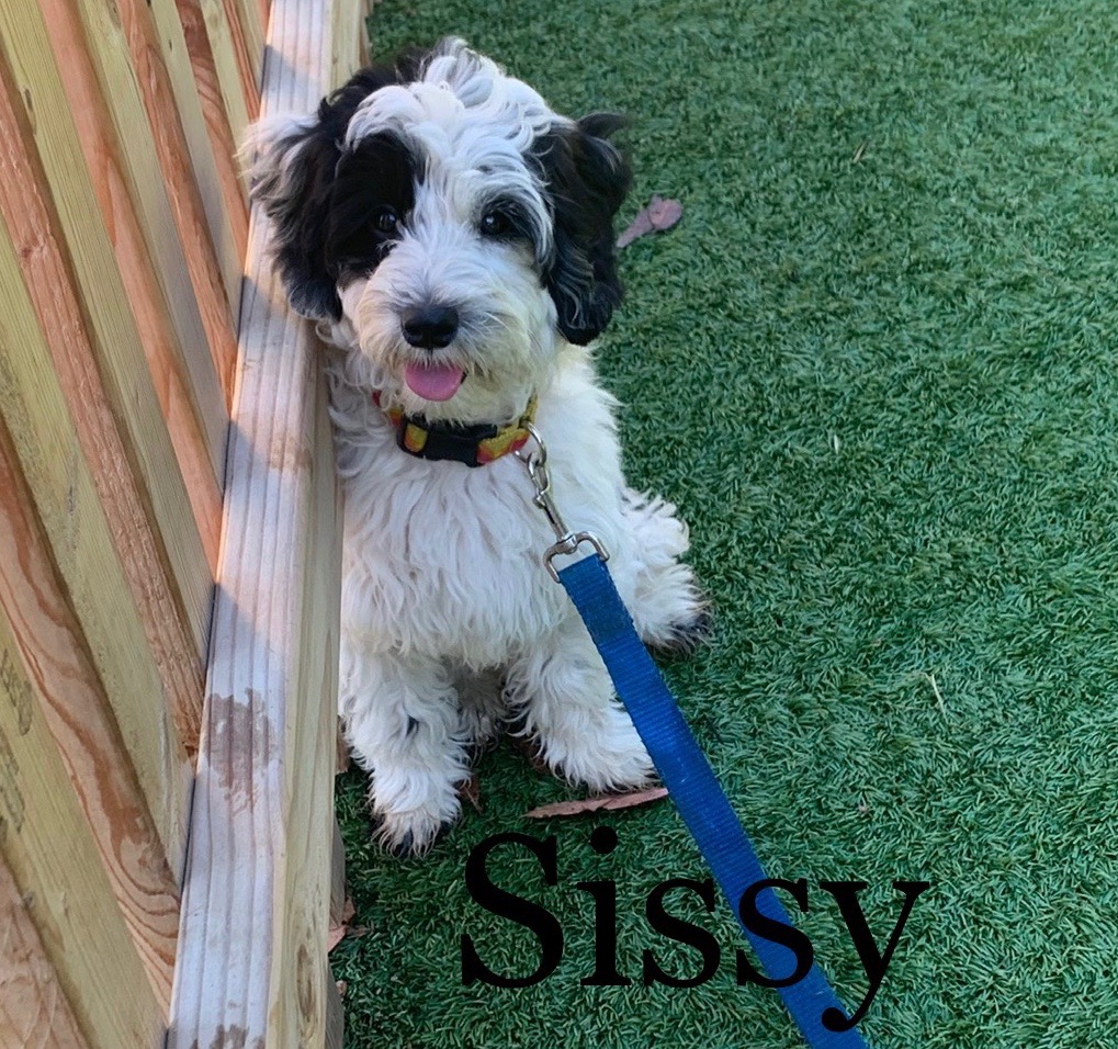 Sissy Mini Australian Labradoodle