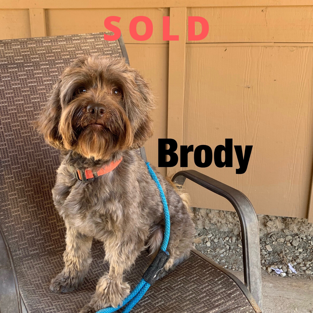Brody – Mini Australian Labradoodle