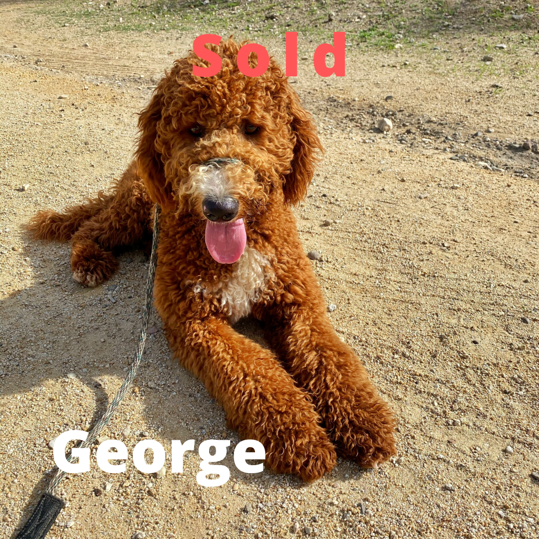 George-Standard Doodle Ambassador Elite Trained Dog