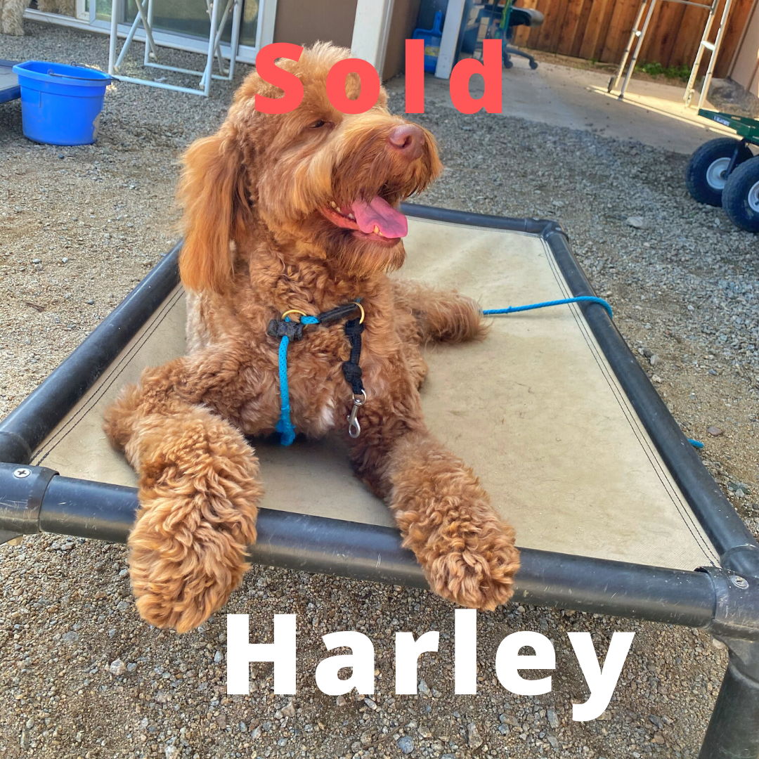 Harley – Australian Labradoodle