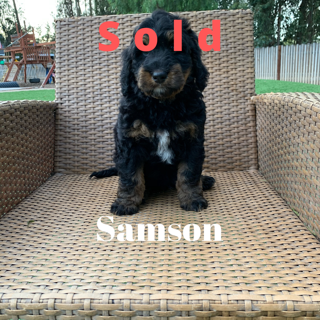 Samson – Bernedoodle