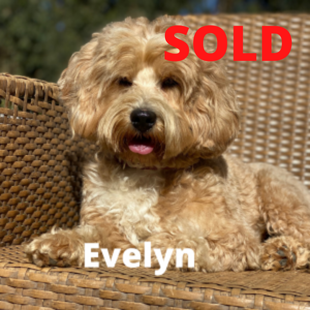 Evelyn – Australian Labradoodle