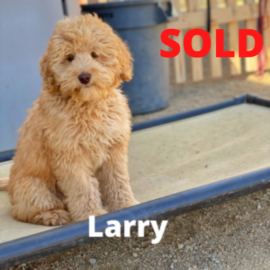 Larry – Mini Australian Labradoodle