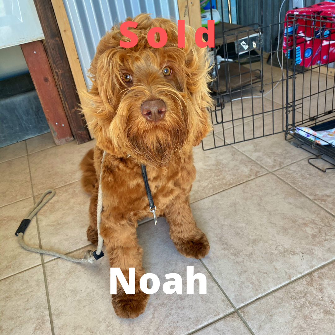 Noah – Australian Labradoodle
