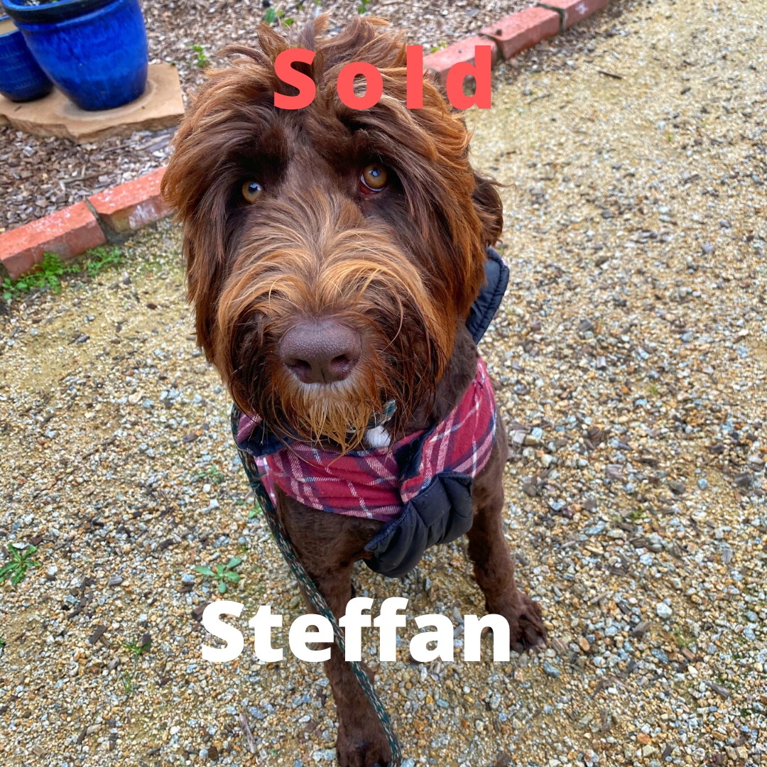 Steffan – labradoodle
