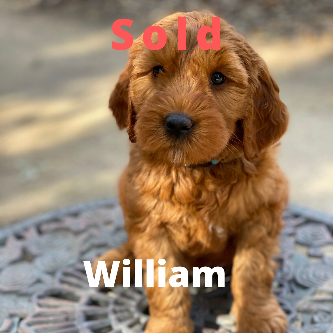 William – Goldendoodle