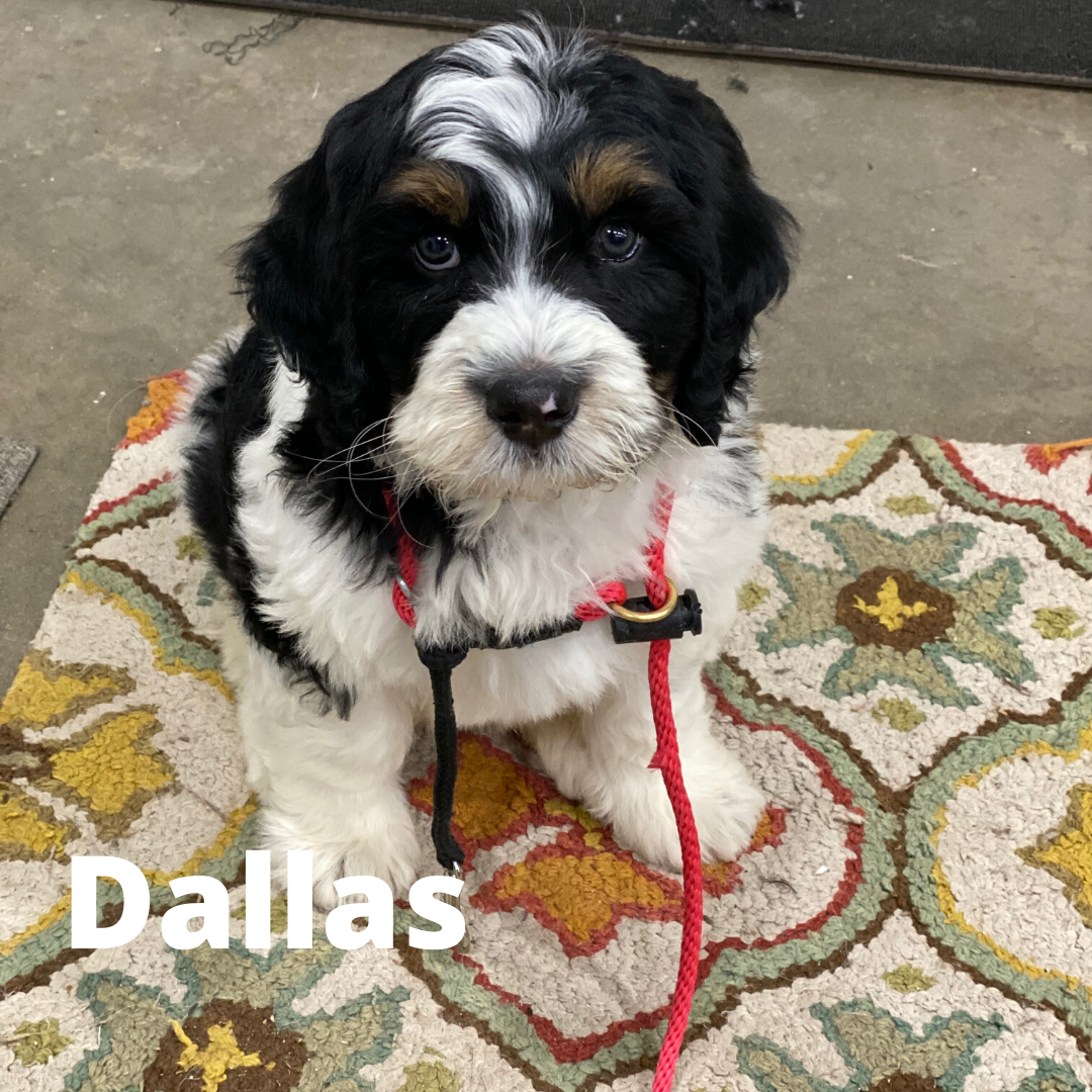 Dallas Bernedoodle Alys Puppy Bootcamp