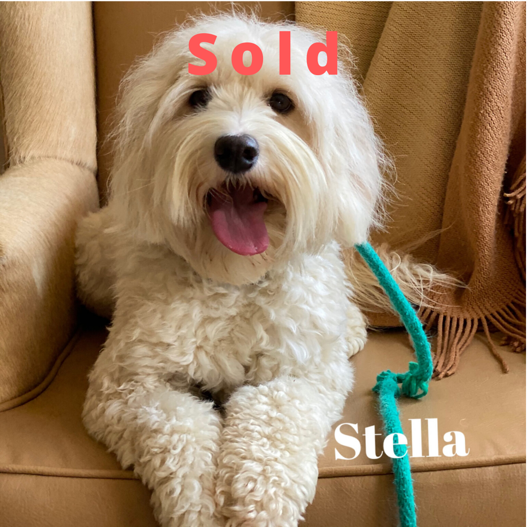 Stella – Labradoodle for SALE