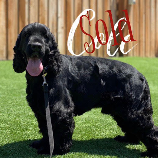 Cole – Cocker Spaniel