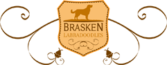 Brasken Logo