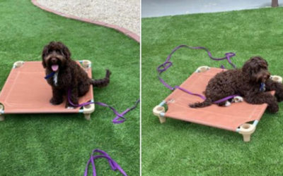 Use Place to Build a Calm State of Mind in Your Pooch