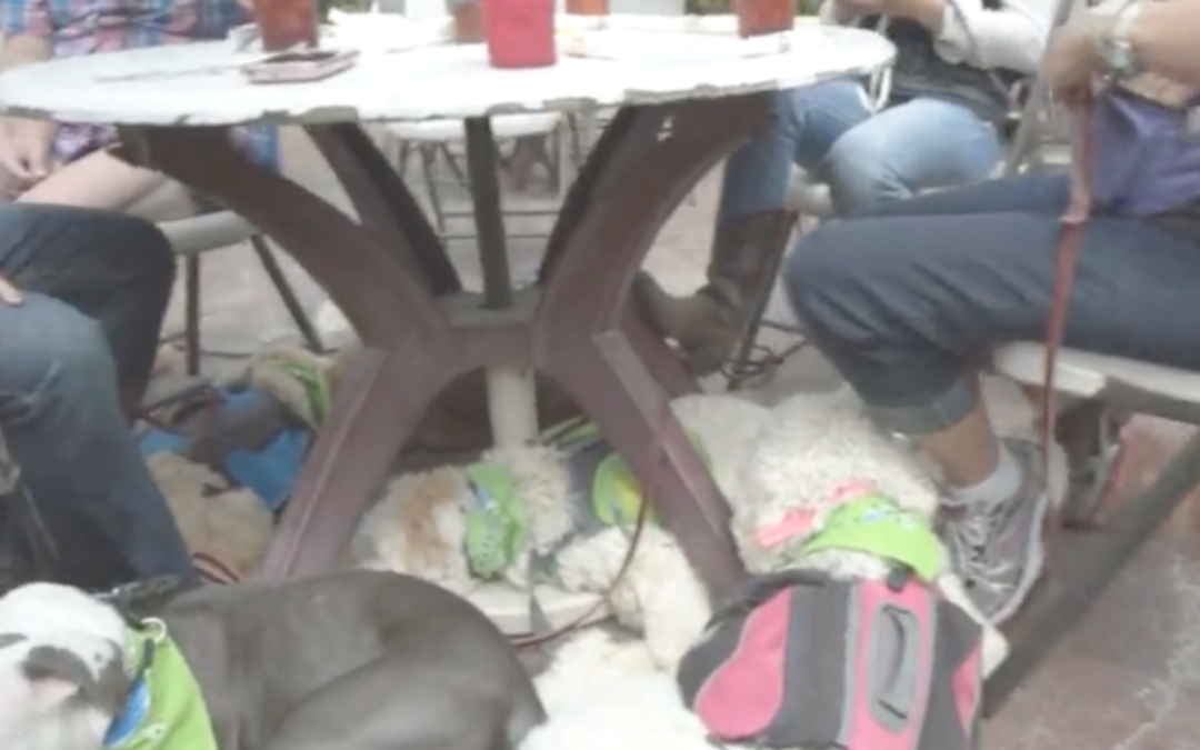 Lunch with 9 dogs