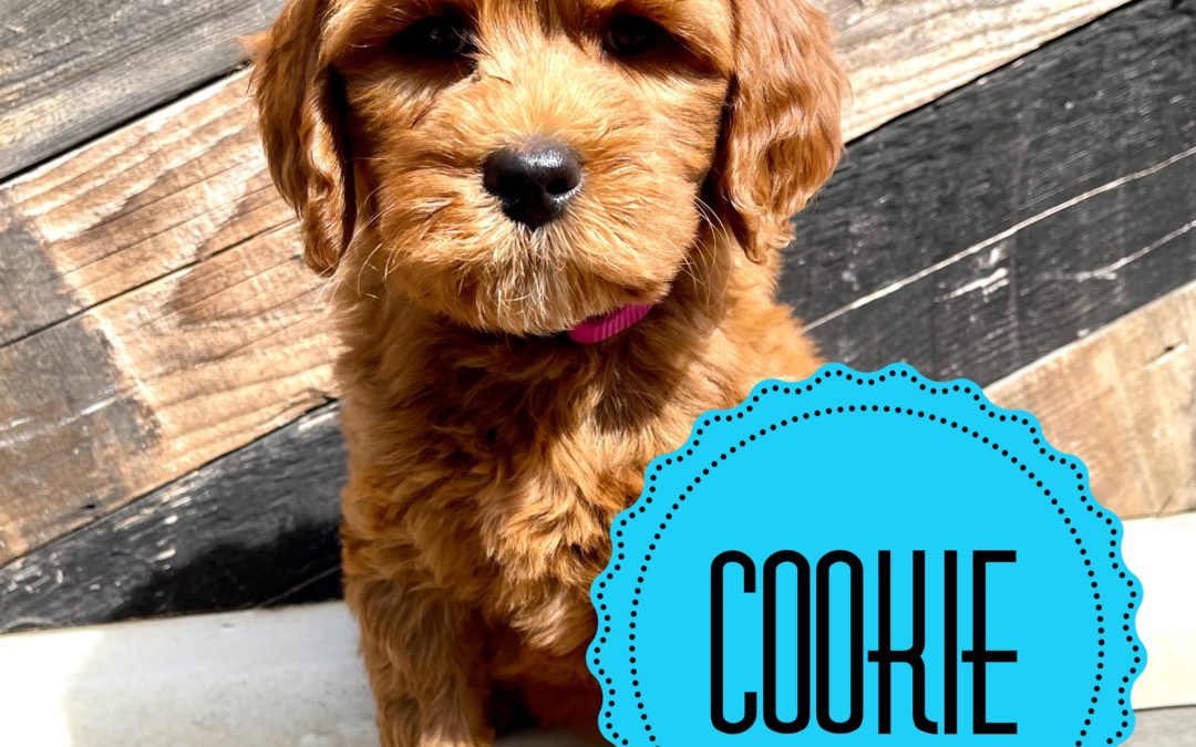 Cookie – Doodle Ambassador