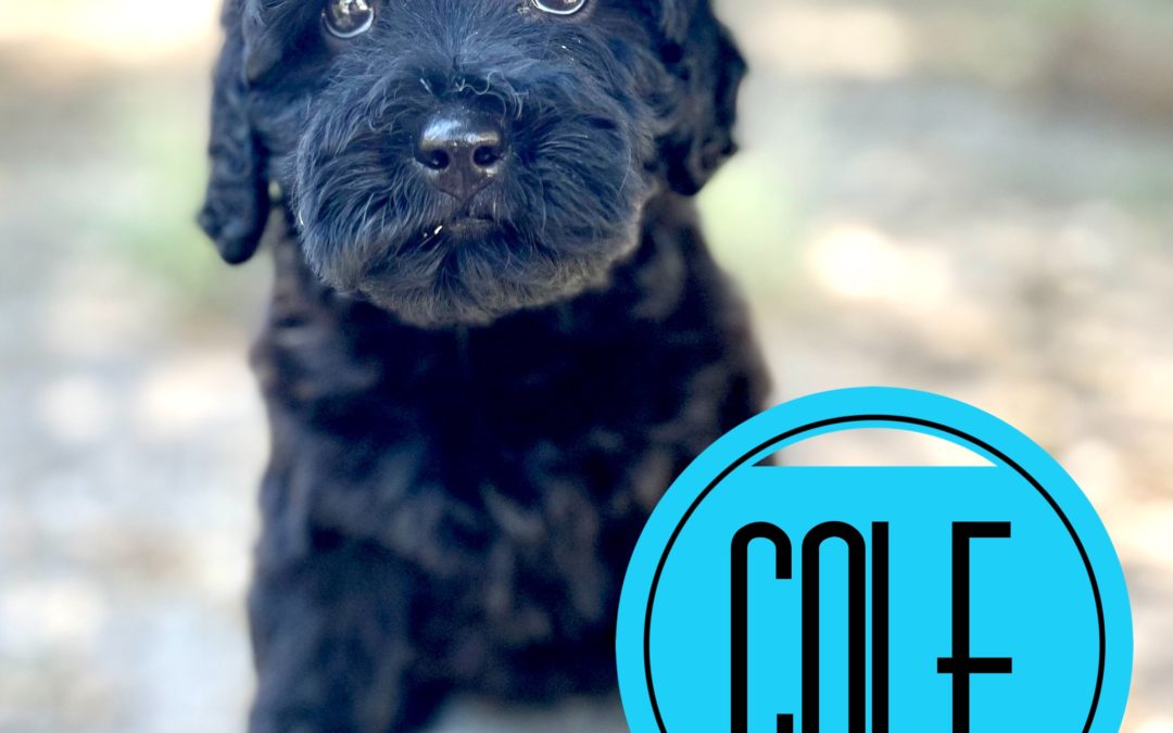 Cole – Doodle Ambassador