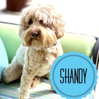 Shandy