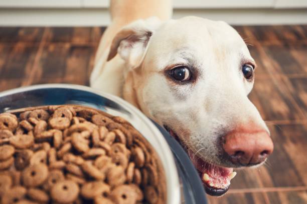 How to teach your dog about Feed Time