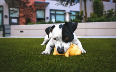 Our Best Advice on How to Stop Dogs from Chewing {Guest Post by Yasko Endo}