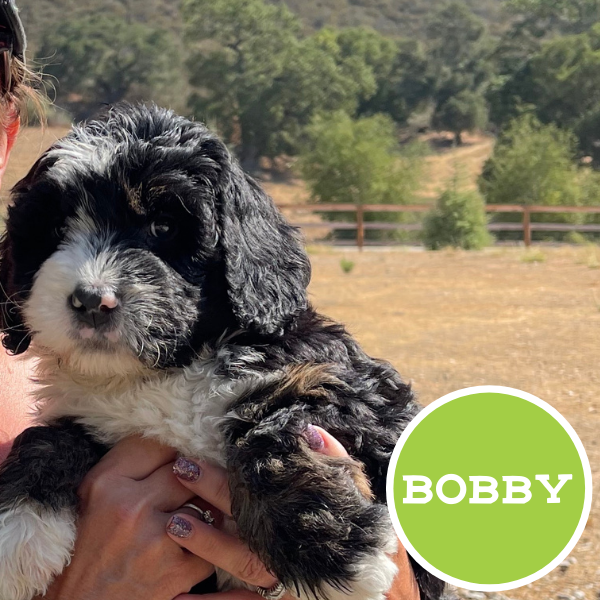 Bobby