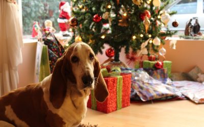 APBC’s Complete Guide to Holiday Safety for your Dog