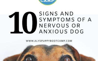 Is Your Dog Anxious or Nervous? Here are the Signs to Look For