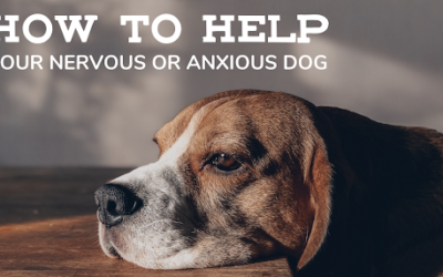 How to Help Anxious and Nervous Dogs