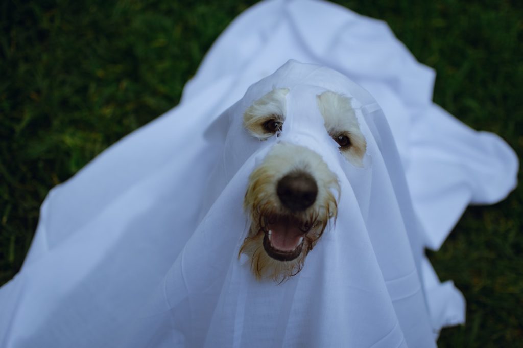 Dog Halloween Costume