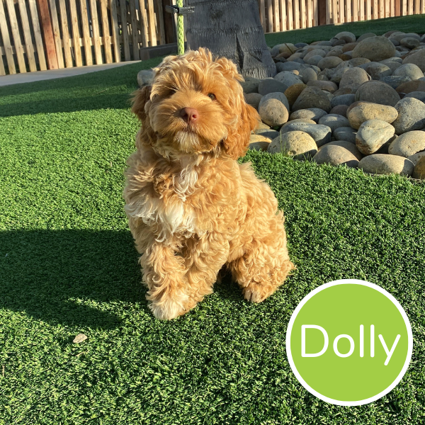 SOLD Dolly