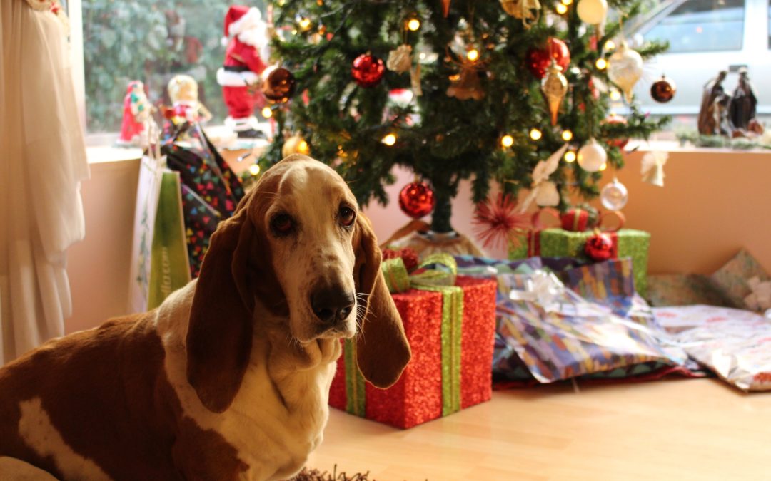 APBC’s Complete Guide to Holiday Sanity with your DOG