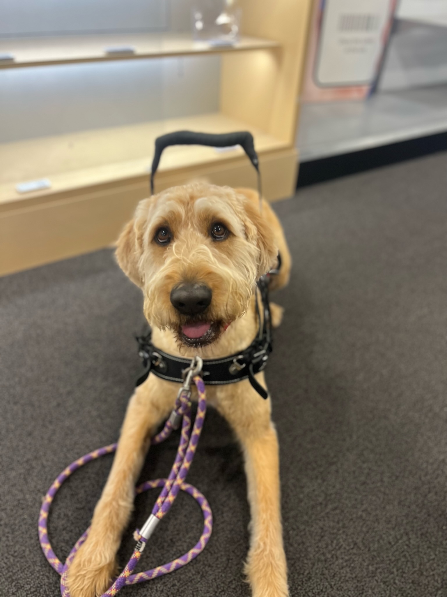 Do You Need A Service Dog Alys Puppy Bootcamp