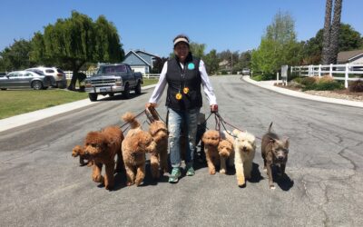 Success Story: Happy Owner of Our Trained Dogs for Sale