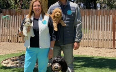 Trained Dogs for Sale: Meeting the Stars of Our Program