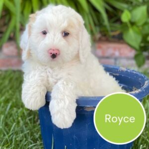 Royce - Trained Dog for Sale