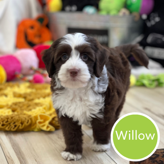 Sold- Willow