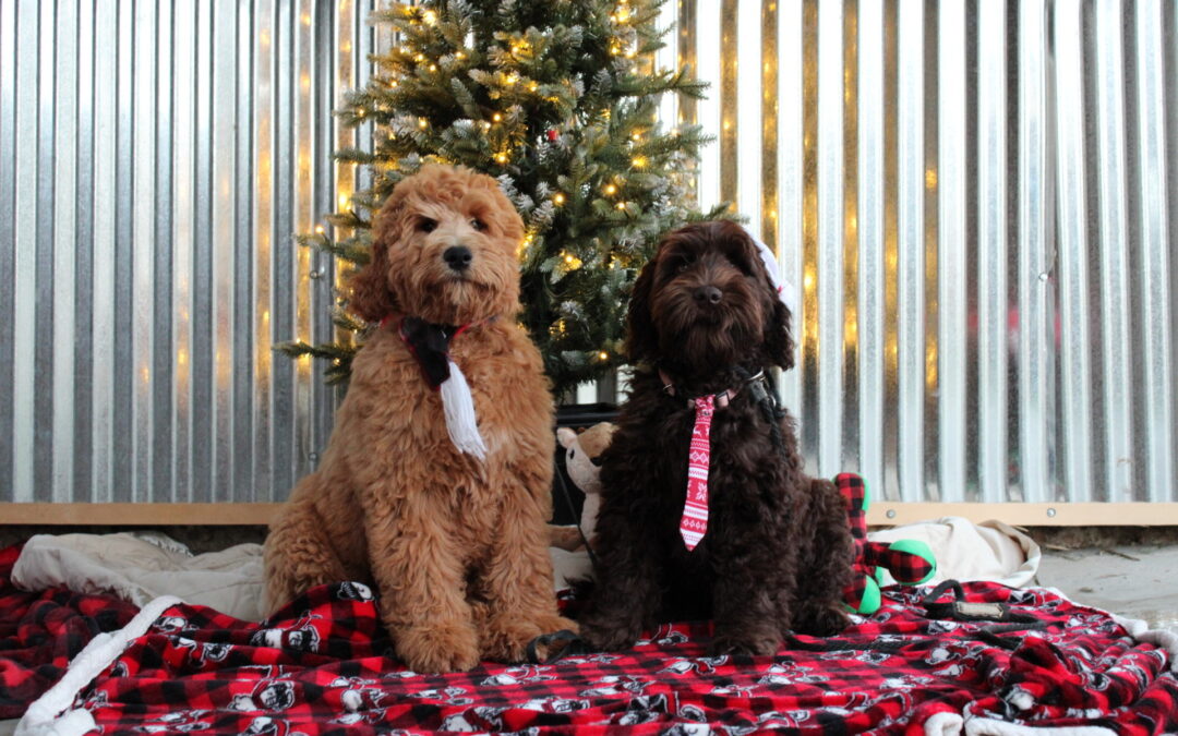 Planning a Puppy Surprise This Christmas?