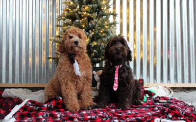 Planning a Puppy Surprise This Christmas?