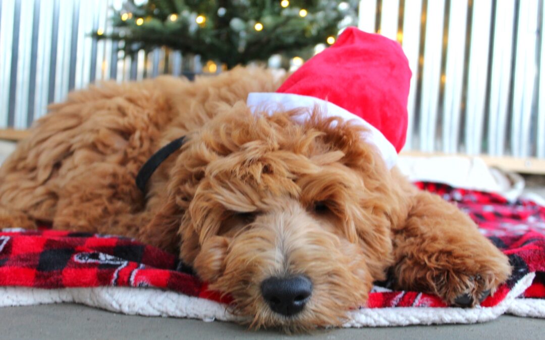 How to ensure a Stress-Free Holiday Season for You and Your Dog
